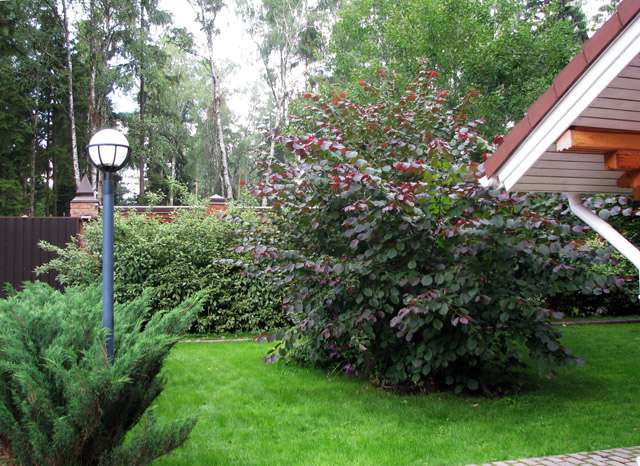 Розкіш осіннього саду — японський багрянник: все про чагарнику і правильному догляді за ним