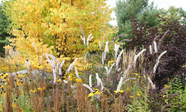 Розкіш осіннього саду — японський багрянник: все про чагарнику і правильному догляді за ним