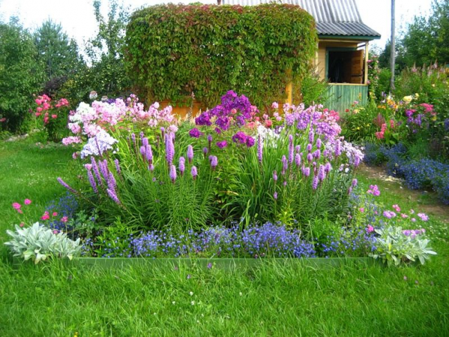 Квітучі свічки для вашого саду: сорти лиатриса і тонкощі догляду за многолетником