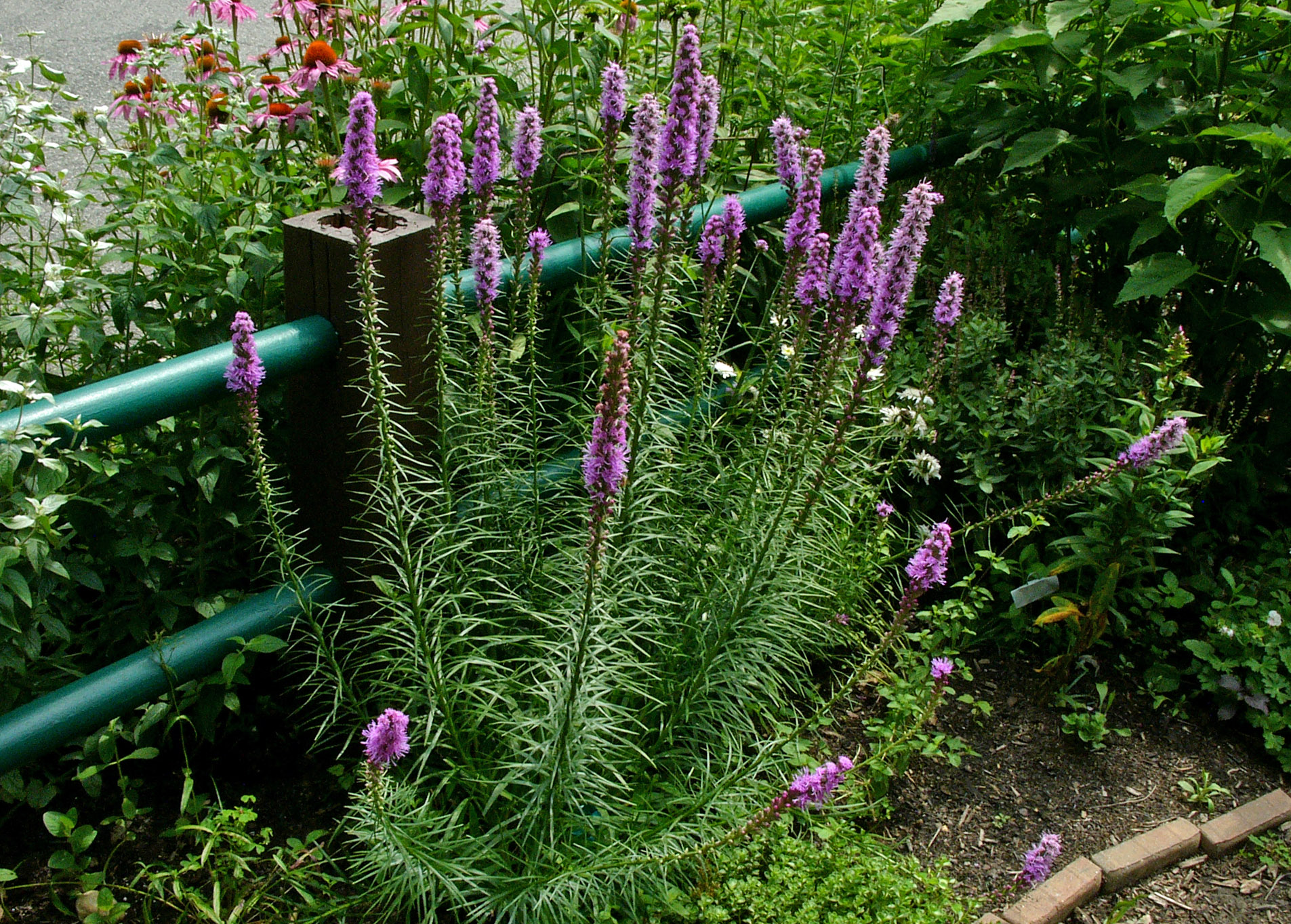 Квітучі свічки для вашого саду: сорти лиатриса і тонкощі догляду за многолетником