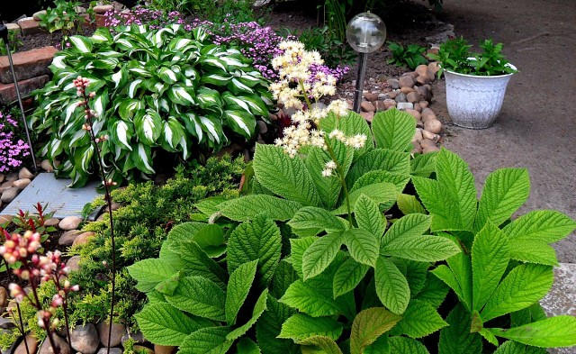 Роджерсия: сорти рослини, вибір правильної грунту і тонкощі догляду