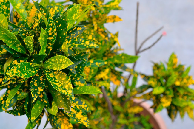 «Золоте дерево» аукуба: плямисте диво на вашому підвіконні і секрети догляду за ним