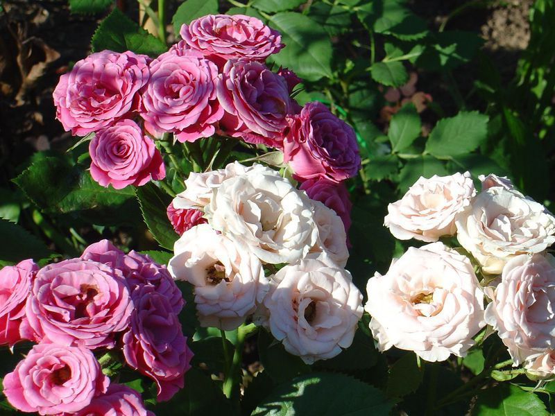 Чайно-гібридні троянди: популярні сорти і як правильно доглядати за стійкими красунями