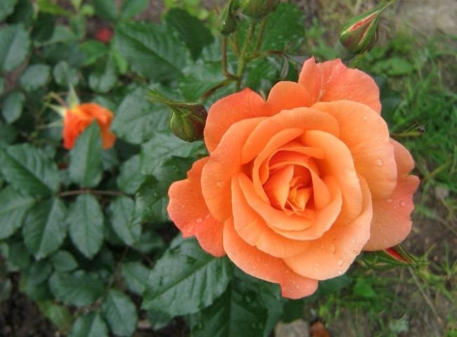 Чайно-гібридні троянди: популярні сорти і як правильно доглядати за стійкими красунями