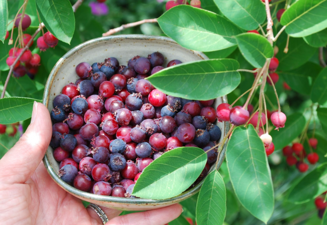 Ягода ірга: всі секрети посадки, догляду та розмноження «винної ягоди»