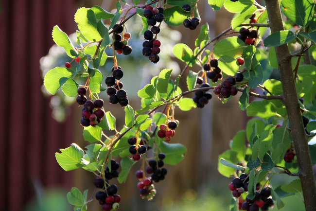 Ягода ірга: всі секрети посадки, догляду та розмноження «винної ягоди»