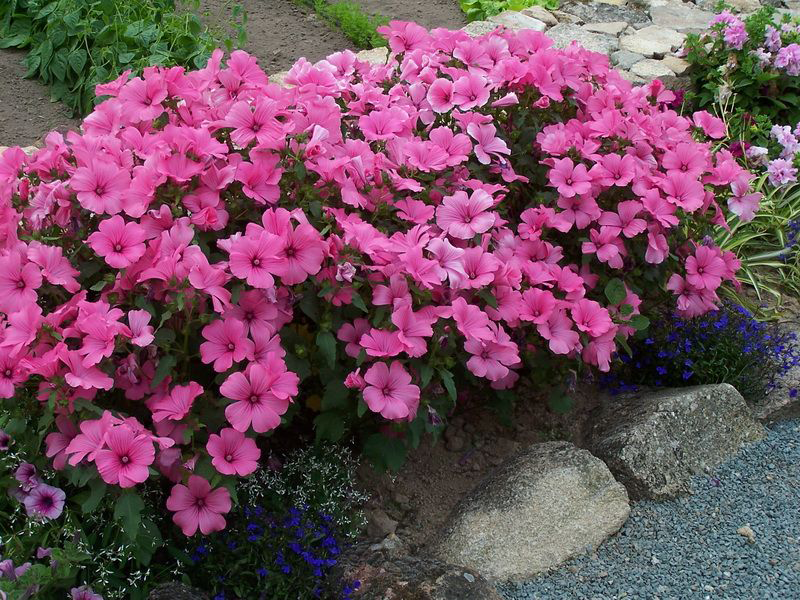 Лаватера або дика троянда: тонкощі посадки і правильного догляду від досвідчених садівників