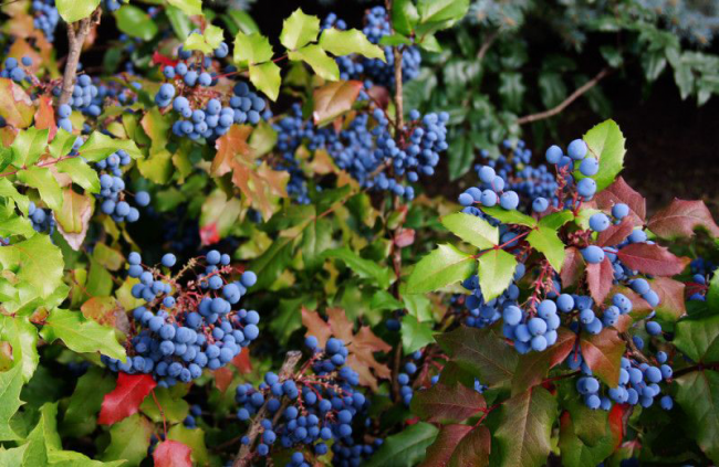 Магонія падуболиста або орегонський виноград: хитрощі розмноження, догляду та боротьби з хворобами