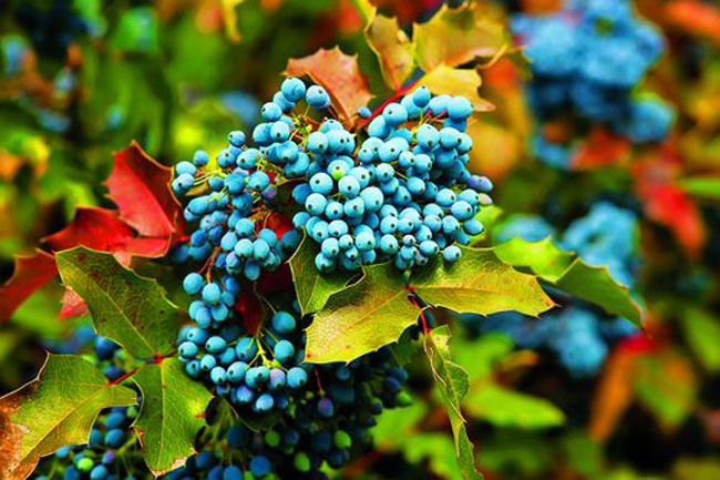 Магонія падуболиста або орегонський виноград: хитрощі розмноження, догляду та боротьби з хворобами