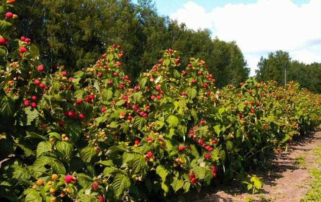 Малинове дерево Таруса: правильний вибір саджанця і технологія вирощування