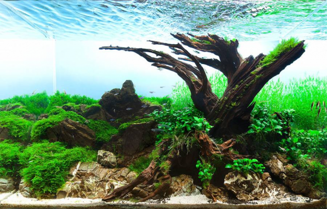 Оформлення акваріума своїми руками: акваскейпінг від азів до продуманої екосистемі