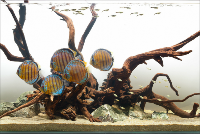 Оформлення акваріума своїми руками: акваскейпінг від азів до продуманої екосистемі