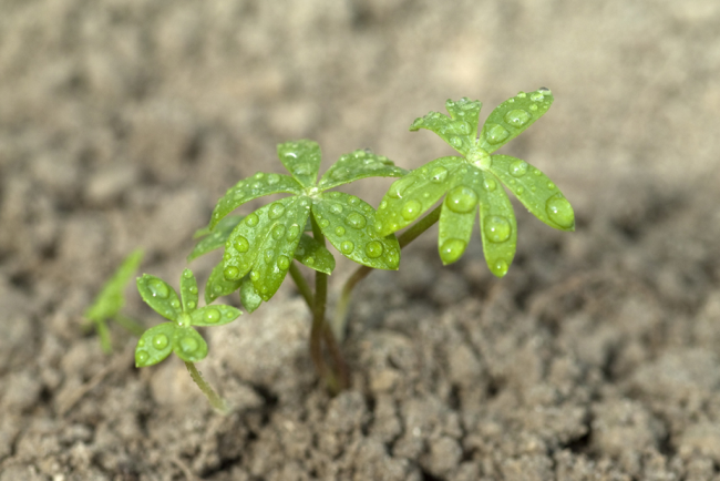 Ранункулюс (лютик): особливості садіння, вирощування та догляду у відкритому грунті