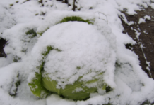 Прибирання пізньої капусти на зберігання: терміни, в підмосков’ї, на уралі, в сибіру