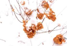 Альберт пірпойнт-останній кат імперії