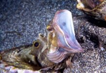 10 найстрашніших морських істот, які ховаються в глибинах океану