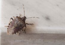 Зупиніть жуків: 5 природних способів позбавити свій дім від них