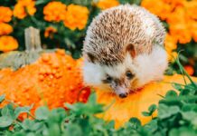 «Колючка» їжаків: напрочуд влучний збірний іменник