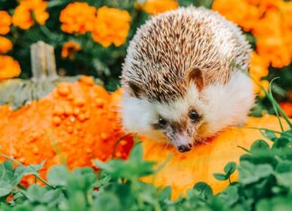 “Trn” ježků: překvapivě přesné hromadné podstatné jméno