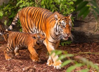 Wo Tiger noch umherstreifen: Länder nach wilden Tigerpopulationen einordnen
