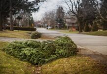 Компостування ялинки: важливий крок, який більшість забуває