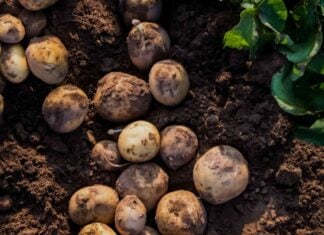 Умные посадки: кто действительно помогает картофелю расти 🥔