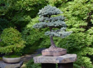 Bonsai-Bäume sind nicht hart. Wirklich.