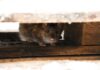 How to Evict Rats from Attics: A Homeowner’s Practical Guide