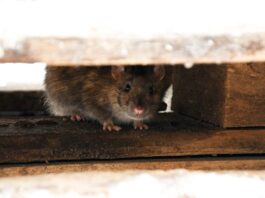 Wie man Ratten vom Dachboden vertreibt: Ein praktischer Leitfaden für Hausbesitzer