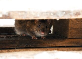How to Evict Rats from Attics: A Homeowner’s Practical Guide