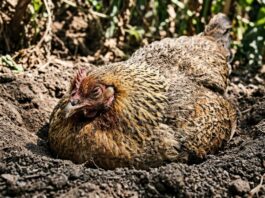 Pourquoi vos poules creusent des trous dans votre pelouse (et comment y remédier)